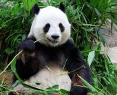 КИТАЙ – ПАНОРАМНА ОБИКОЛКА