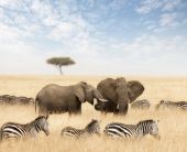 Екскурзия в КЕНИЯ - класическо сафари и почивка на Диани бийч